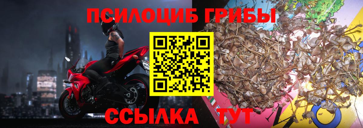 Псилоцибиновые грибы Psilocybine cubensis  Вход с VPN  Малоярославец 